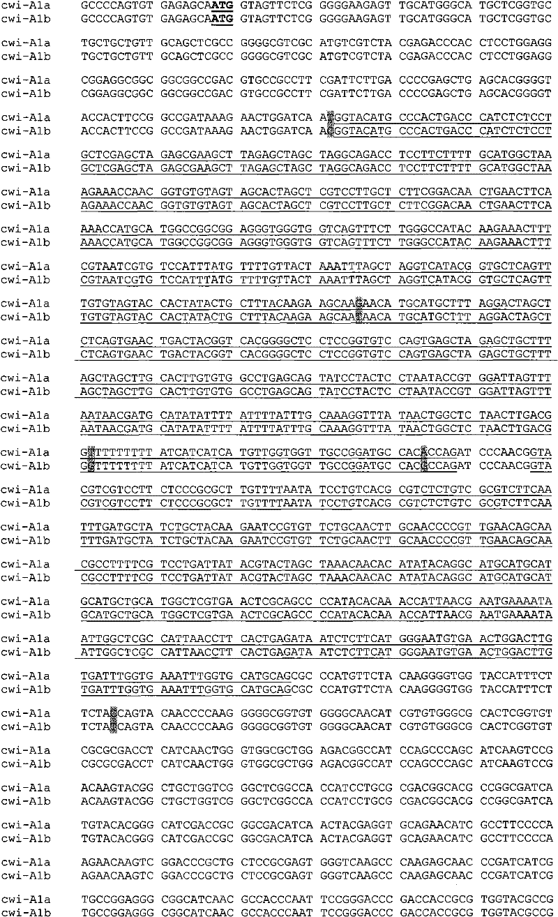 Auxiliary method for identifying wheat with different thousand grain weight properties, and special primer thereof