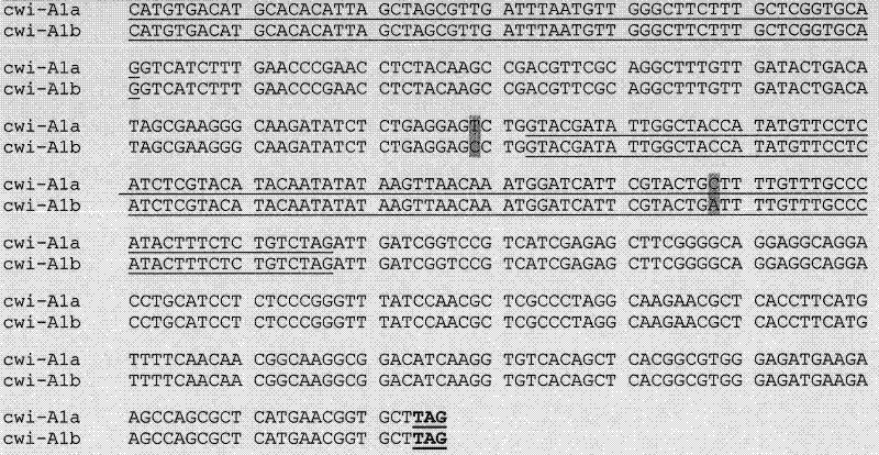 Auxiliary method for identifying wheat with different thousand grain weight properties, and special primer thereof