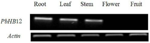 Plant Stress Tolerance Related Transcription Factors and Their Encoding Genes and Applications