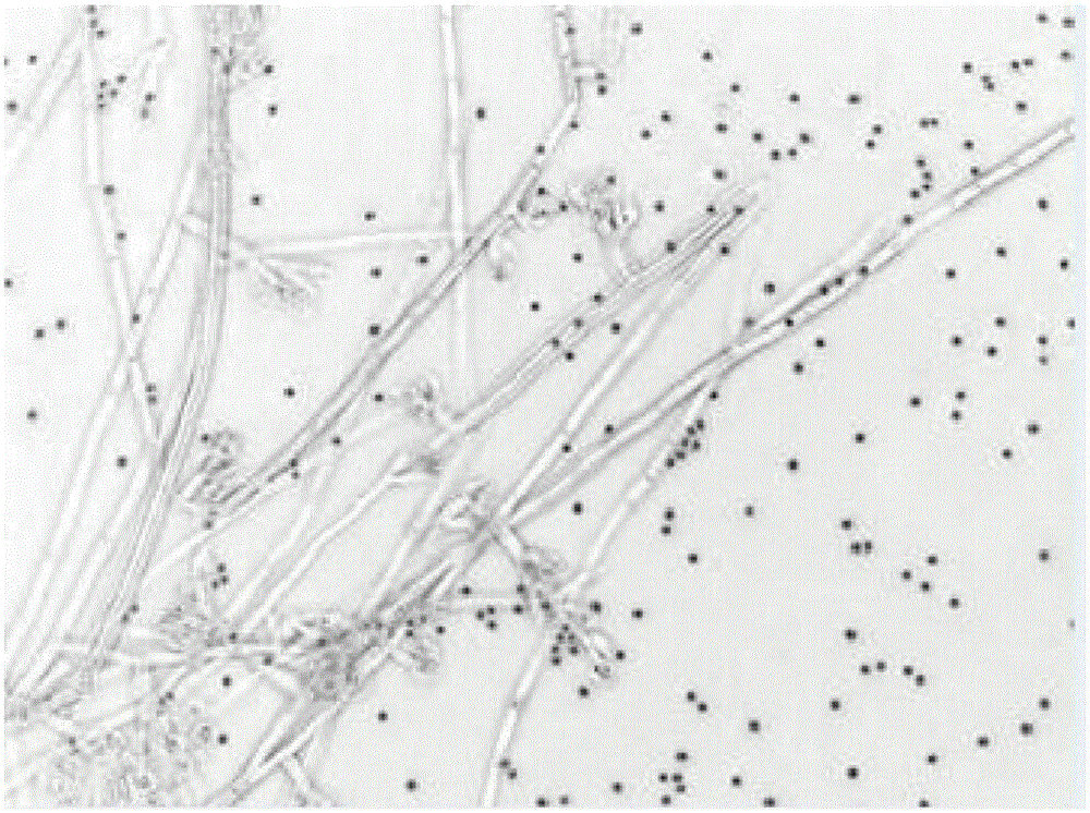 Trichoderma viride strain and application thereof