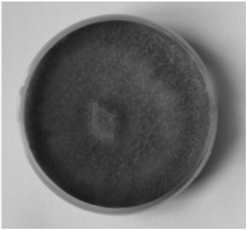 Trichoderma viride strain and application thereof