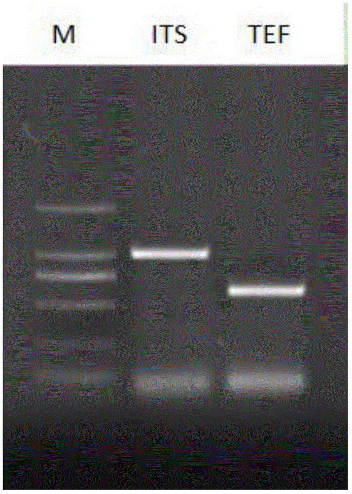 Trichoderma viride strain and application thereof