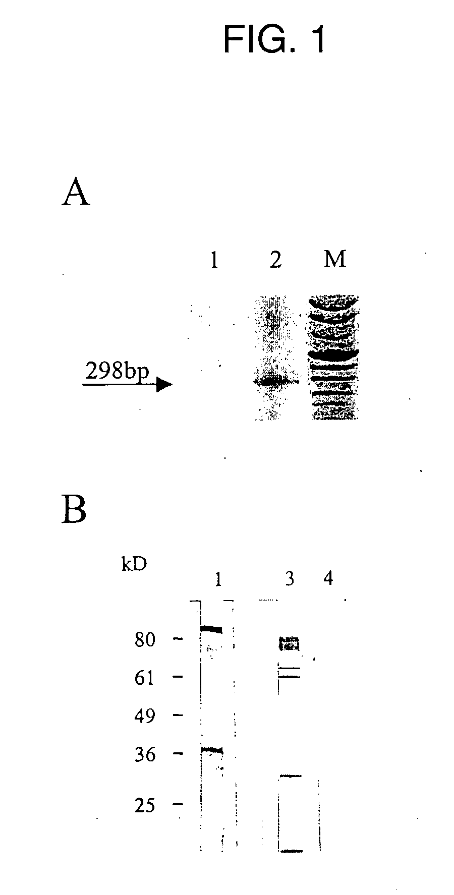 Polynucleotide Fragments of an Infectious Human Endogenous Retrovirus