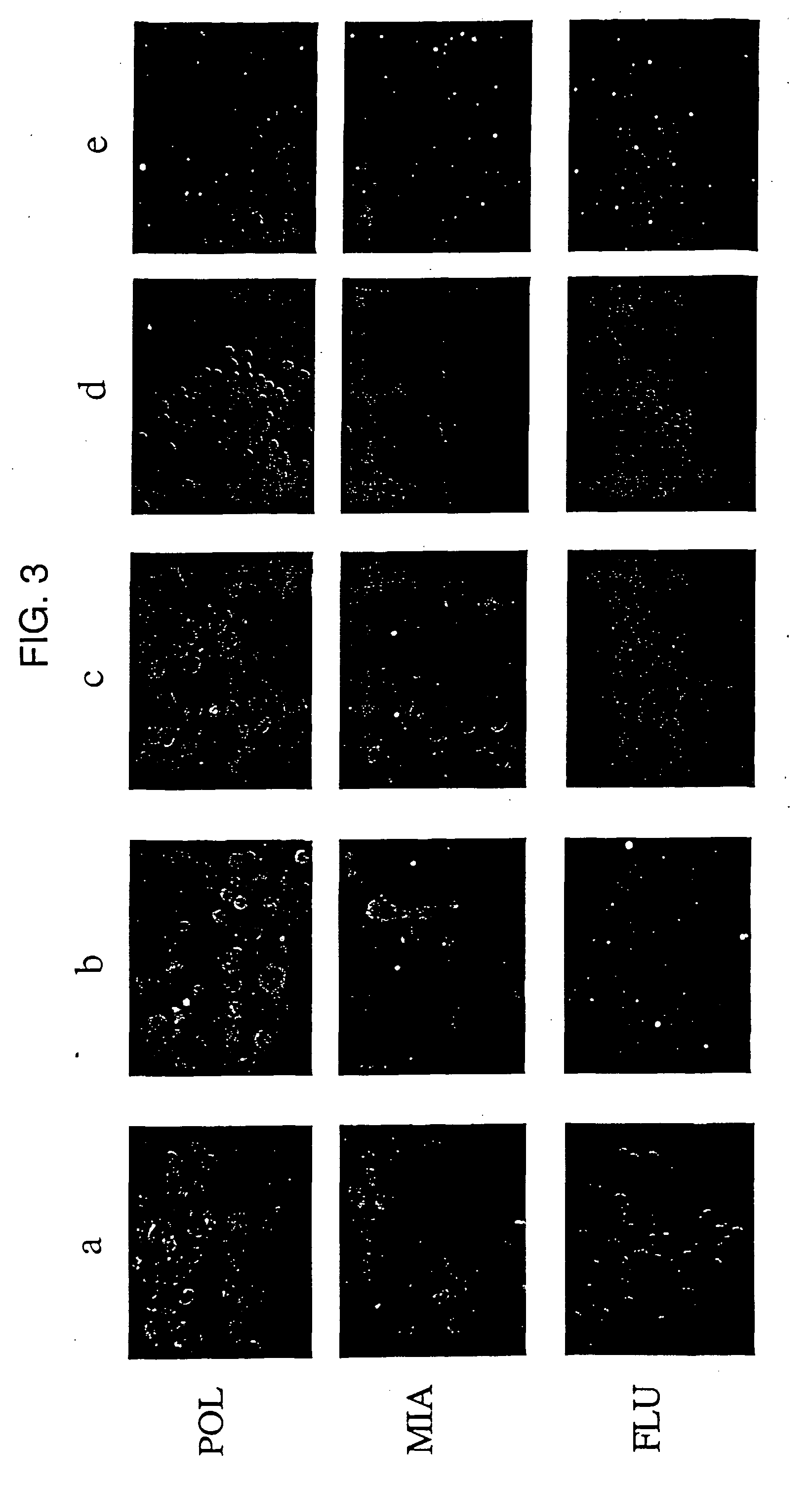 Polynucleotide Fragments of an Infectious Human Endogenous Retrovirus