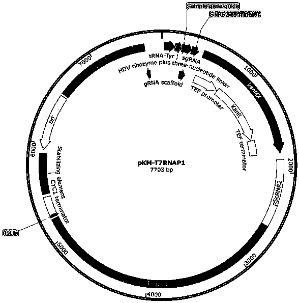 Nucleic acid construct for endogenously expressing RNA polymerase in cells