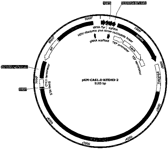 Nucleic acid construct for endogenously expressing RNA polymerase in cells