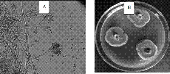 Fungus with strong weed suppression effect screened from passion fruit rhizosphere soil