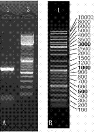 Fungus with strong weed suppression effect screened from passion fruit rhizosphere soil