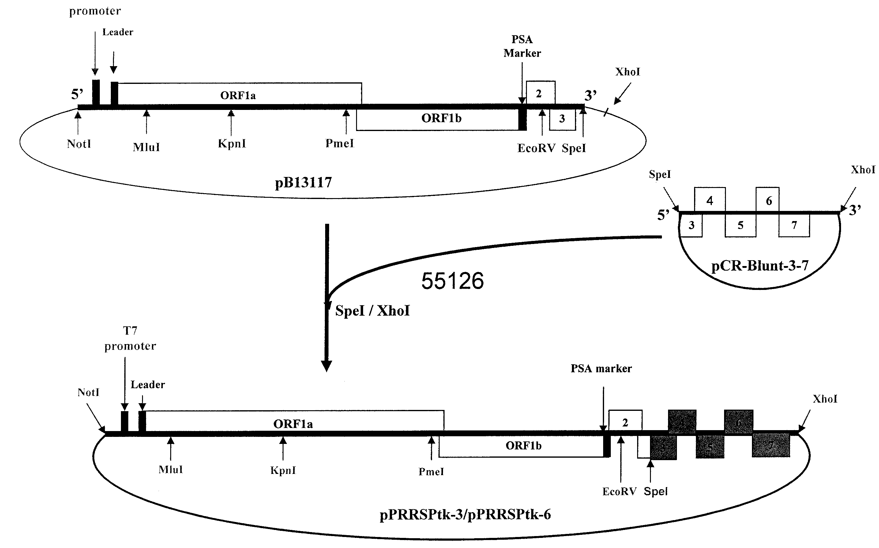 Construction of chimera prrsv, compositions and vaccine preparations