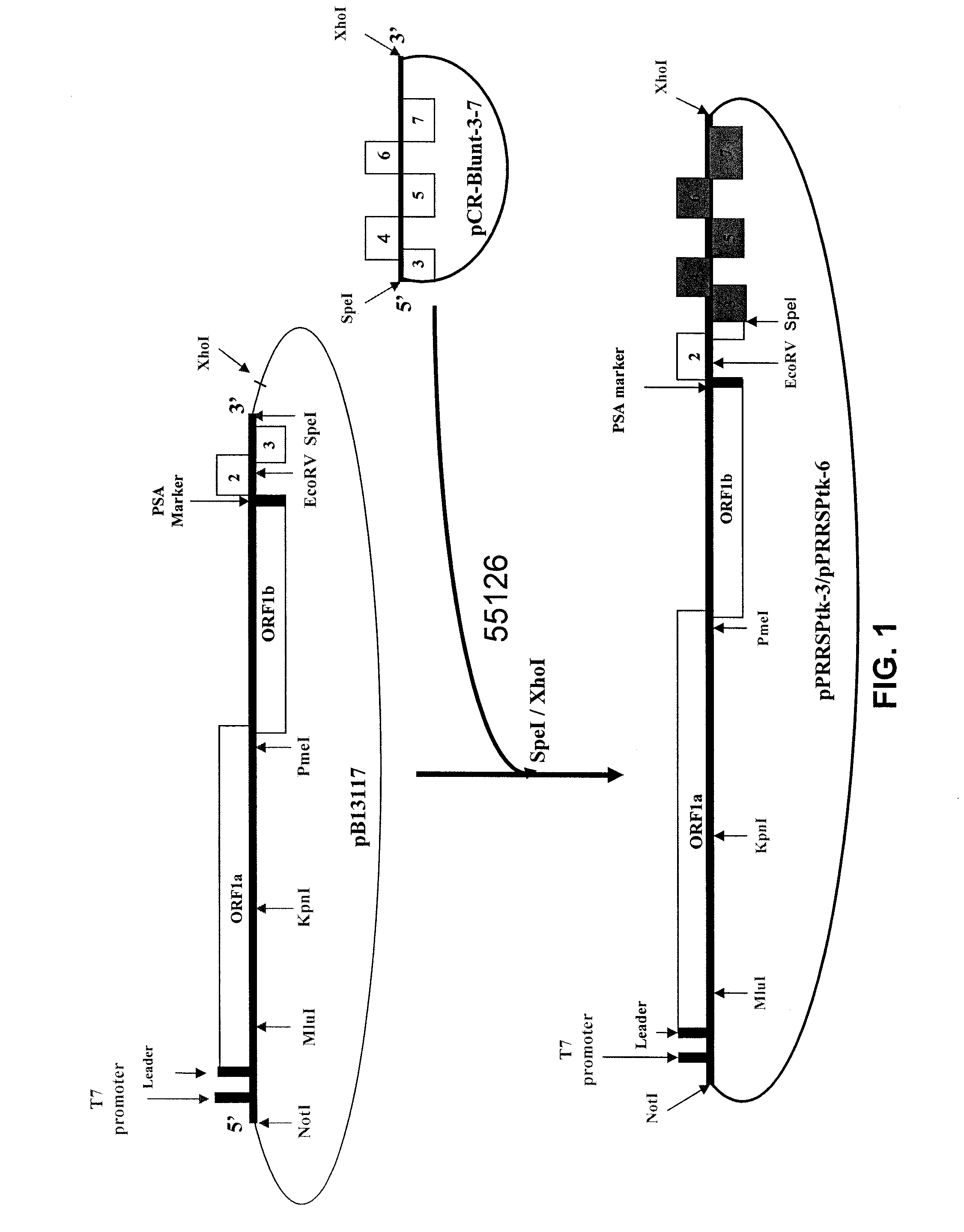 Construction of chimera prrsv, compositions and vaccine preparations