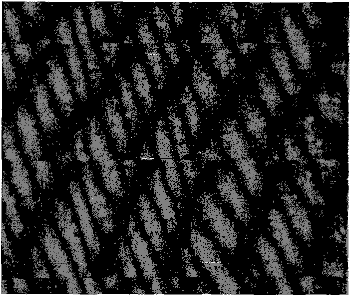 Primary culture method for pancreas acinar cells