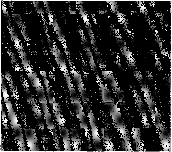 Primary culture method for pancreas acinar cells