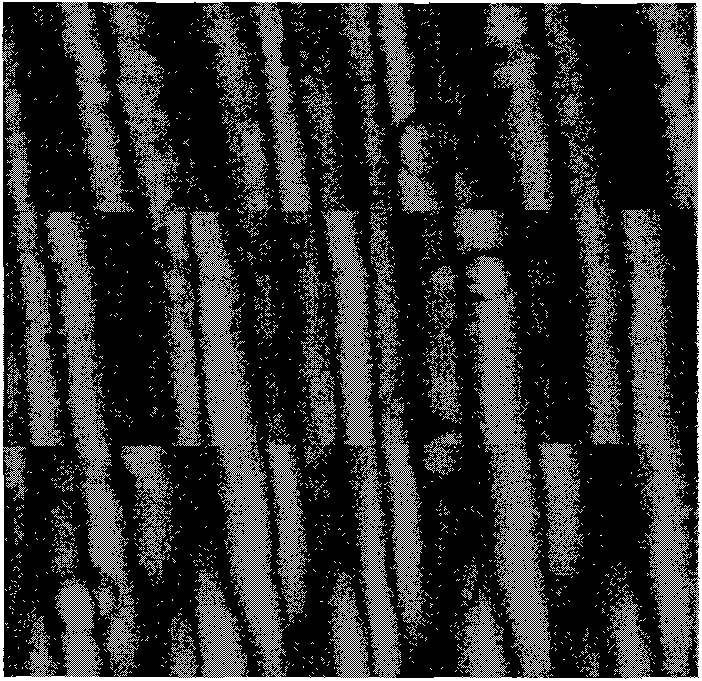 Primary culture method for pancreas acinar cells