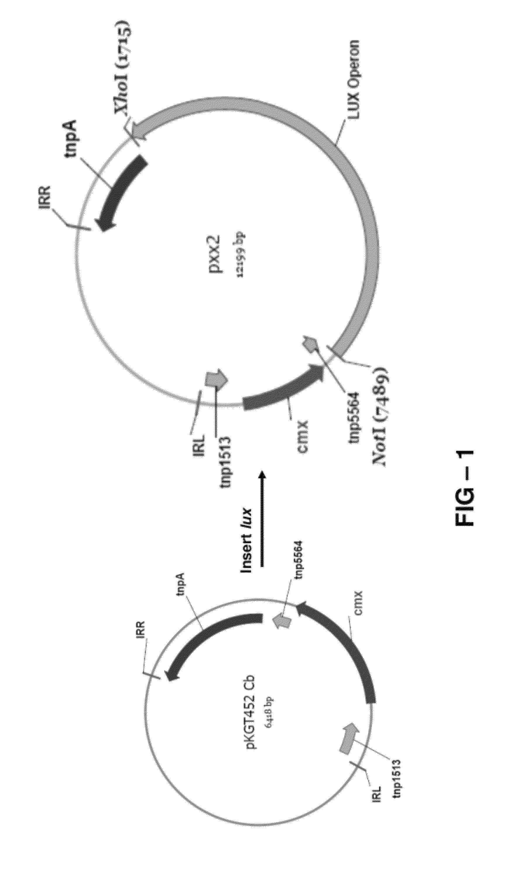 Methods and compositions relating to bioluminescent microorganisms