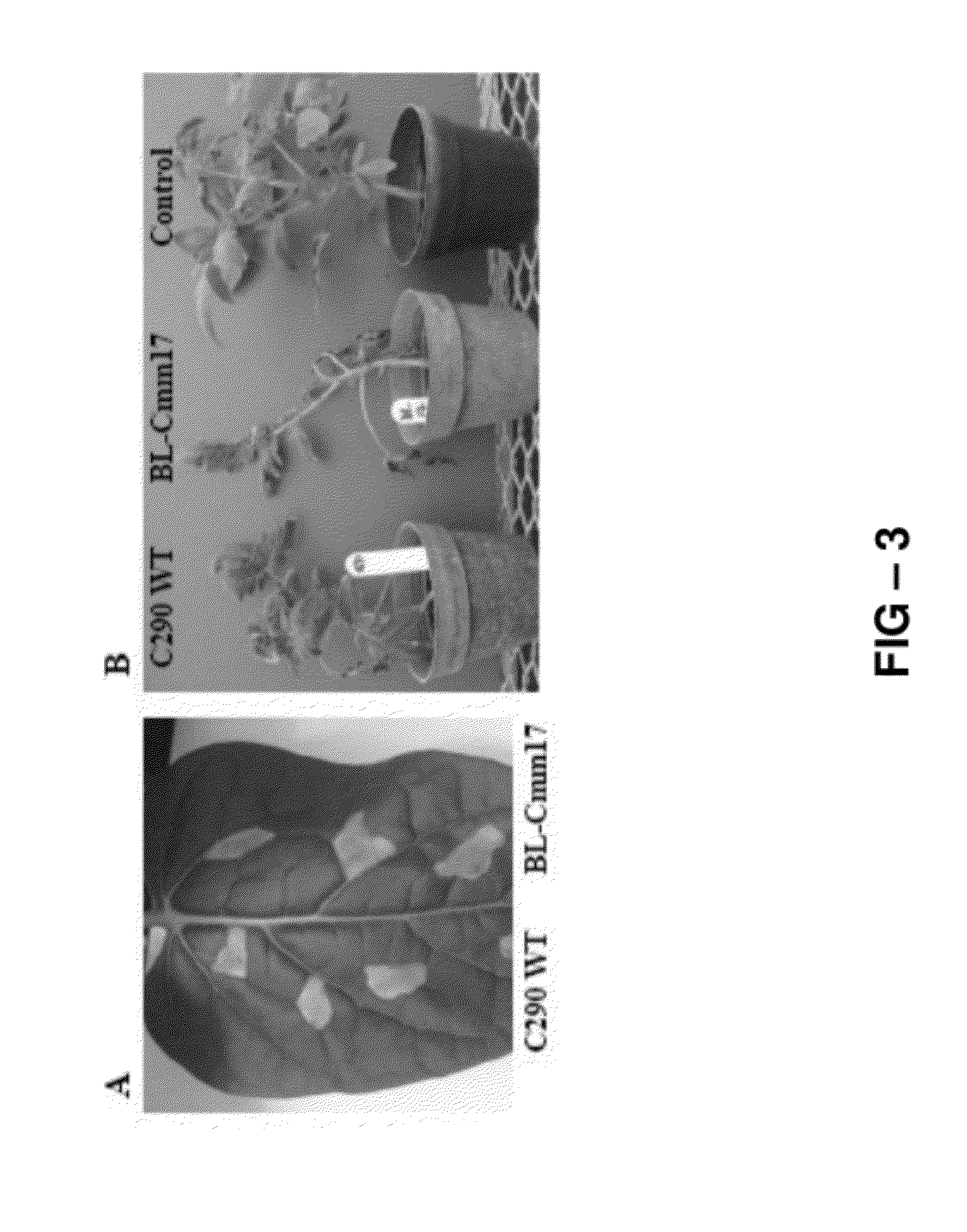 Methods and compositions relating to bioluminescent microorganisms