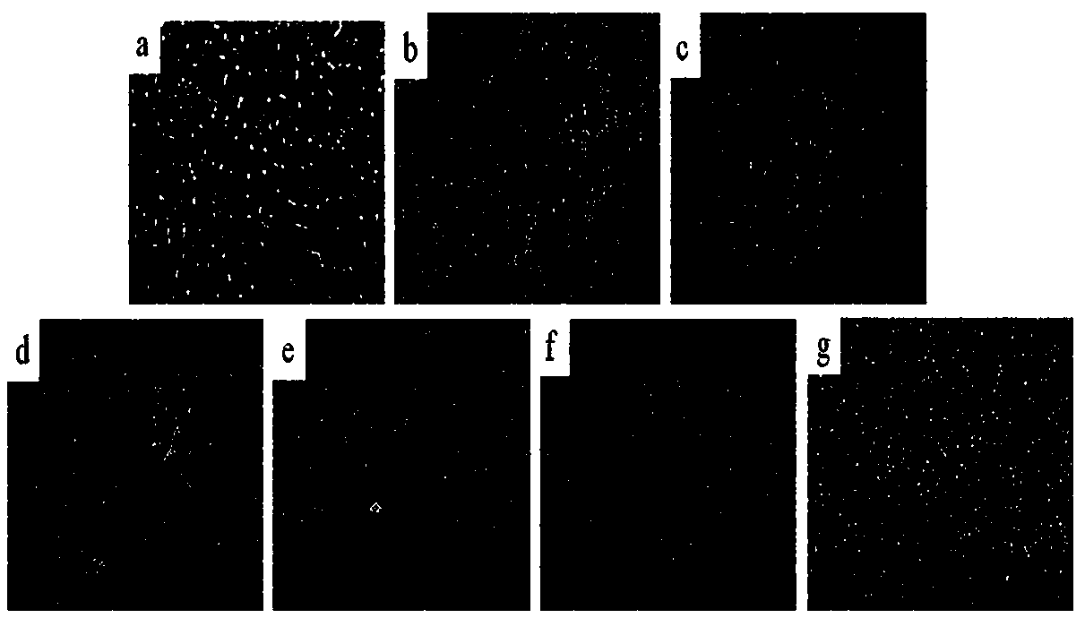 Application of euscaphis konishii hayata extract to preparation of hypolipidemic drugs