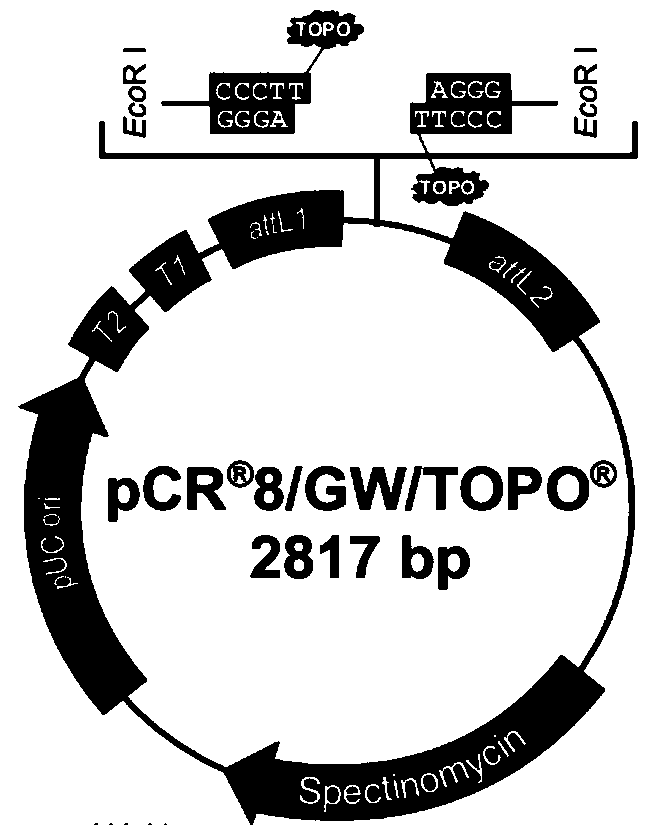 Grain weight-associated protein originated from soybean and related biomaterial thereof, and application thereof