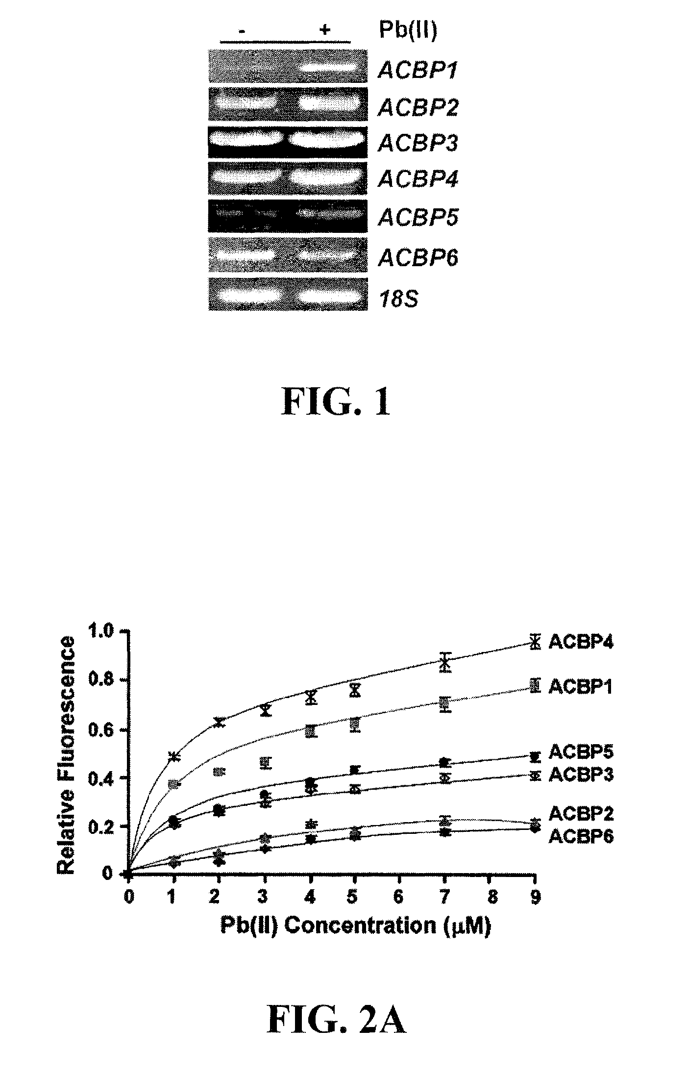 Methods of using transformed plants expressing plant-derived acyl-coenzyme-A-binding proteins in phytoremediation