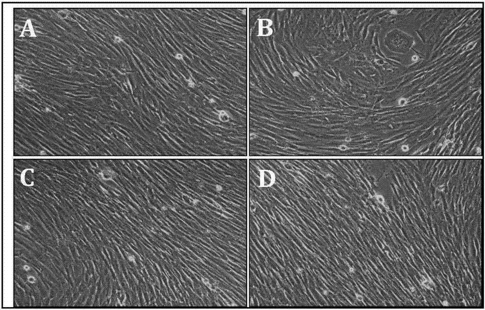 Amplification culture method for cloning adipose mesenchymal stem cells