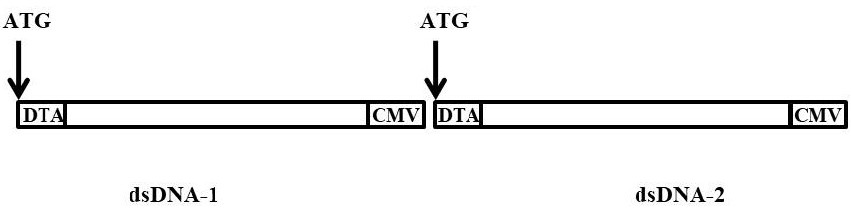 A method for reducing concatenation of double-stranded DNA fragments in CRISPR-Cas9 gene editing and its application