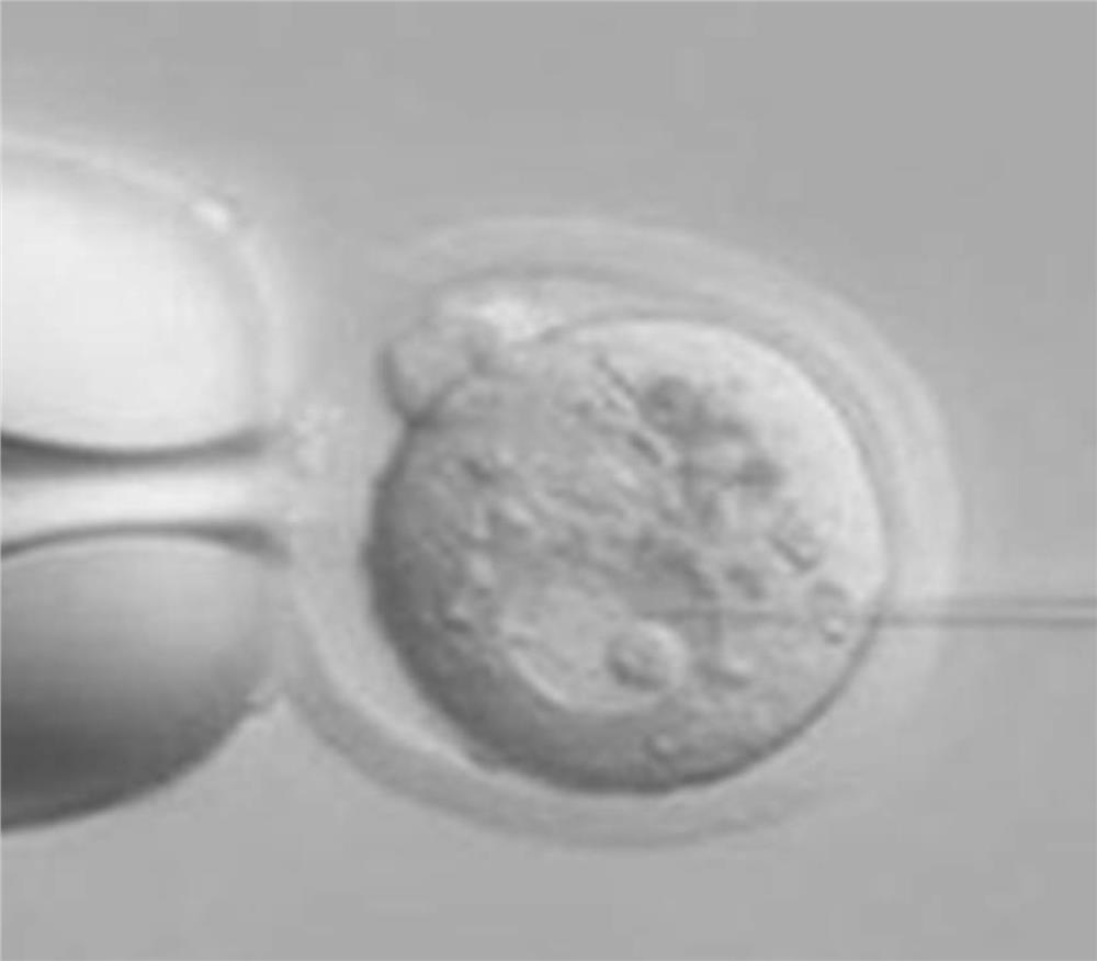 A method for reducing concatenation of double-stranded DNA fragments in CRISPR-Cas9 gene editing and its application