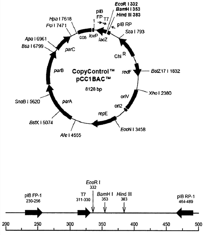 Polypeptide associated with the synthesis of 1-deoxynojirimycin, and a use therefor