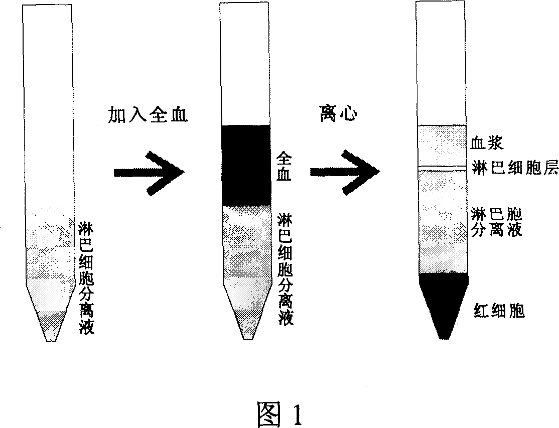 Separator tube for lymphocyte, method for separating lymphocyte in blood