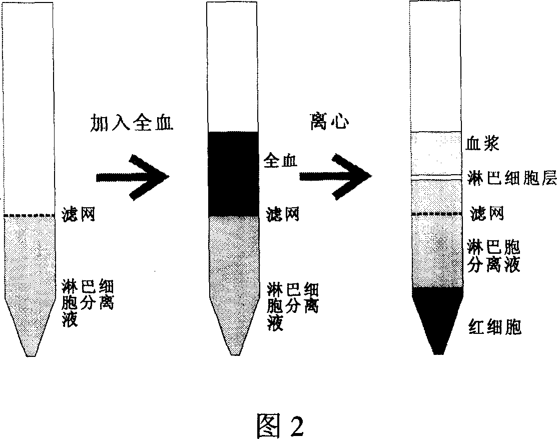 Separator tube for lymphocyte, method for separating lymphocyte in blood