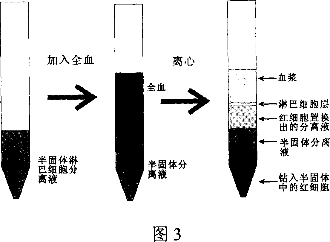 Separator tube for lymphocyte, method for separating lymphocyte in blood