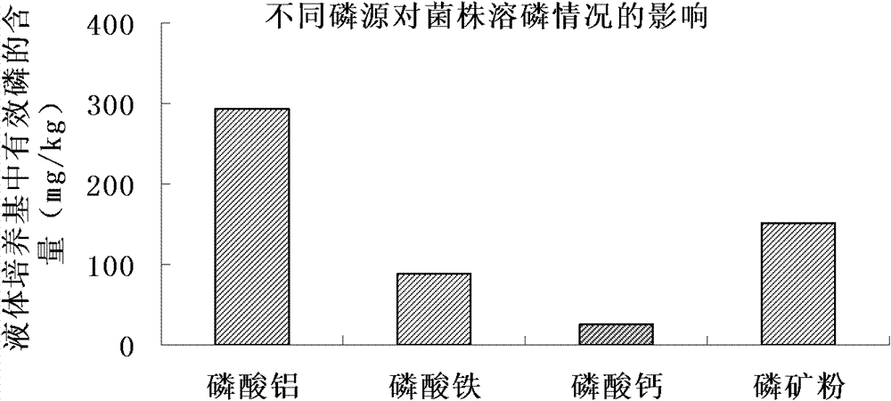 Bacterial strain B1 for converting insoluble phosphate into soluble phosphate