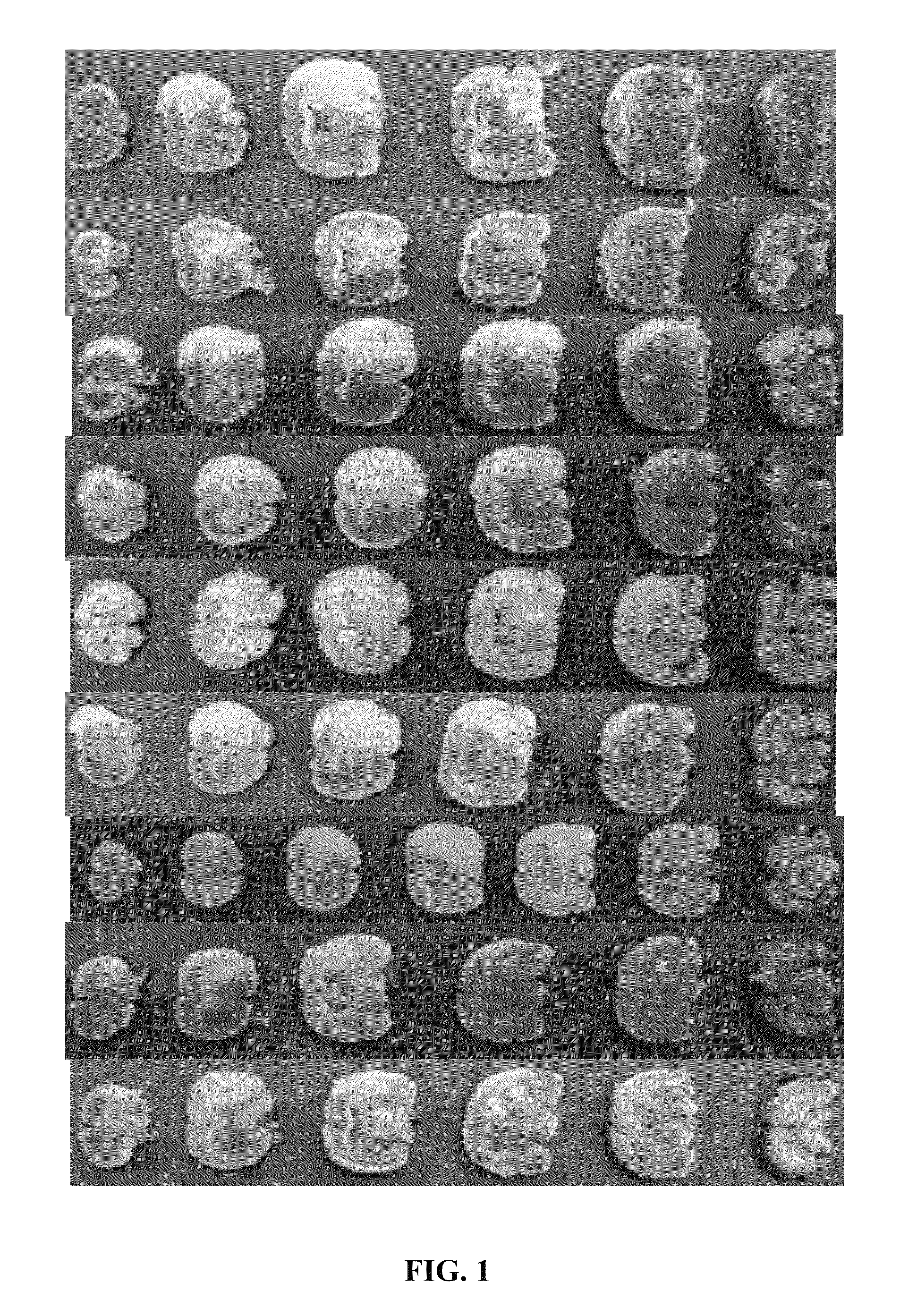 3-N-butyl-1-isoindolinone and use thereof for preventing or treating cerebral infarction