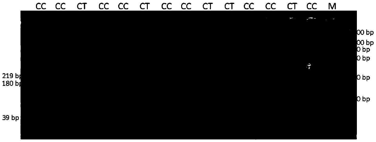 SNP marker related to growth traits of black-bone chickens and application thereof