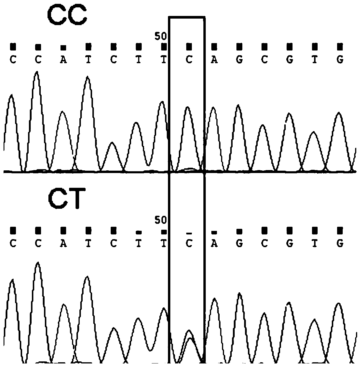 SNP marker related to growth traits of black-bone chickens and application thereof