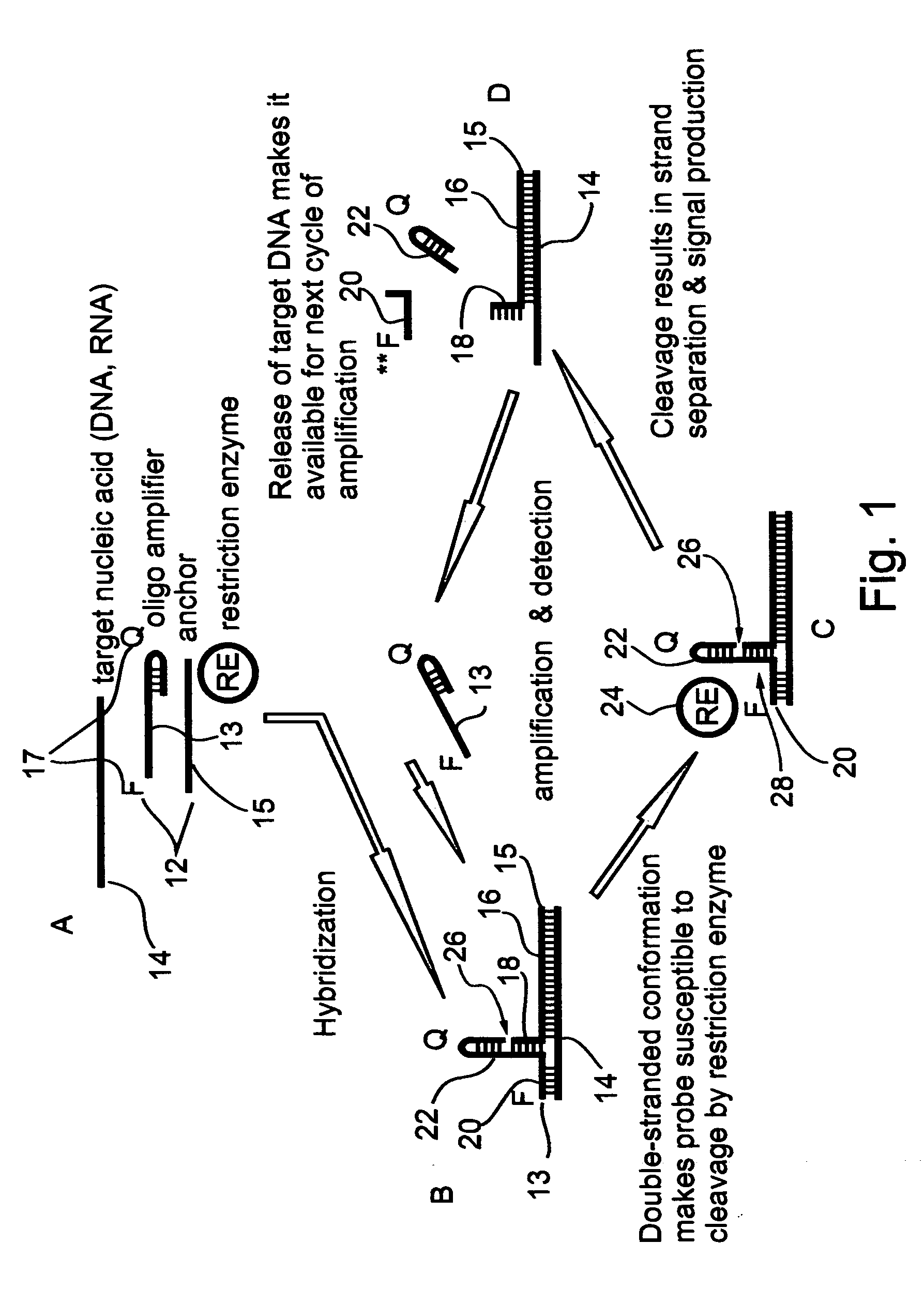 Oligonucleotides and assemblies thereof useful in the detection of the presence or absence of target nucleic acid sequences in a sample