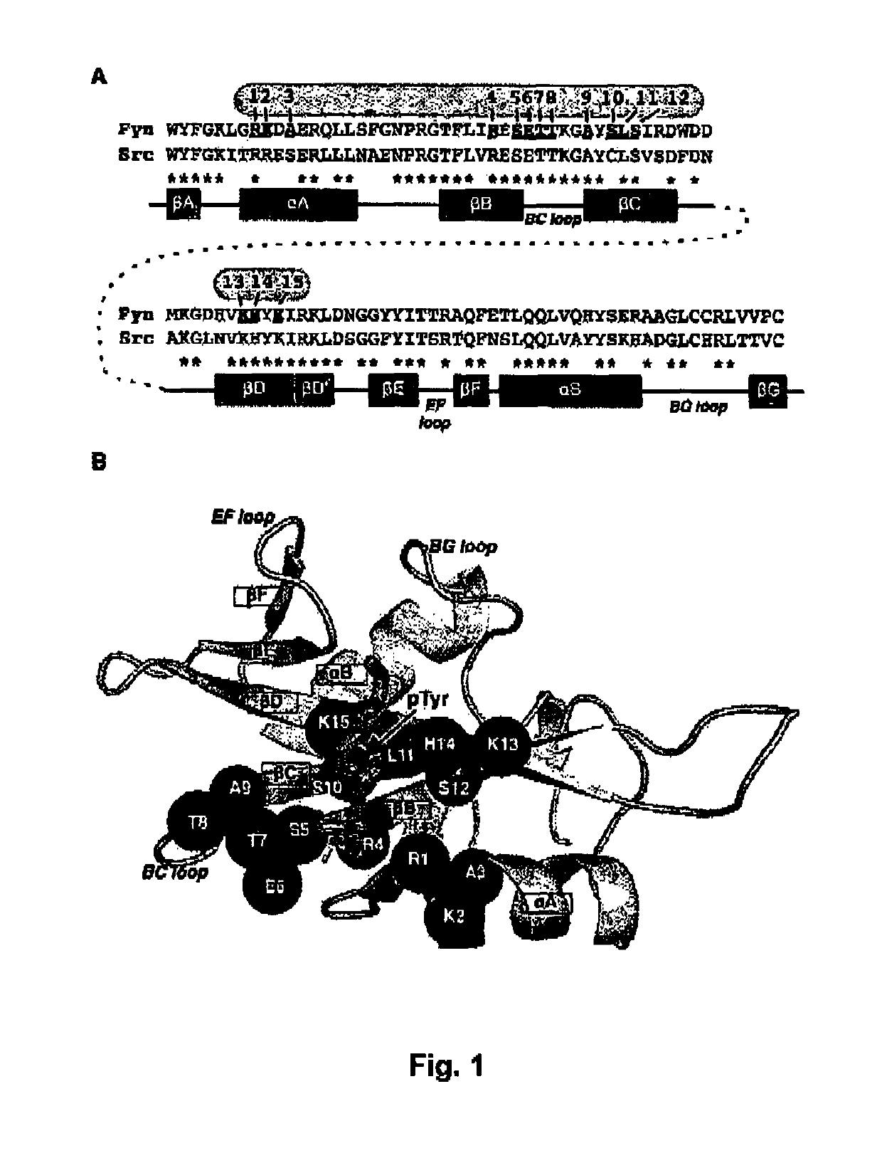 SH2 domain variants