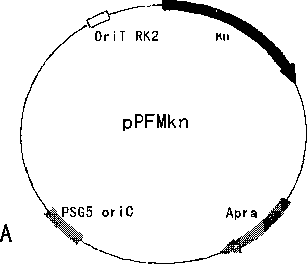 Method for improving doramectin preparing bacterium with genome reorganization technique