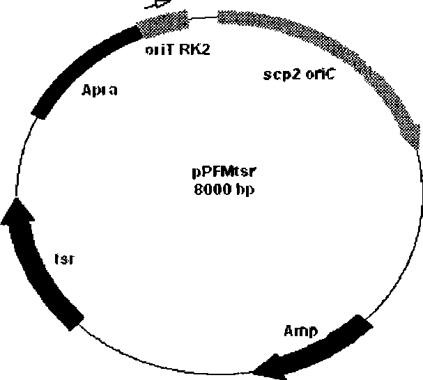 Method for improving doramectin preparing bacterium with genome reorganization technique