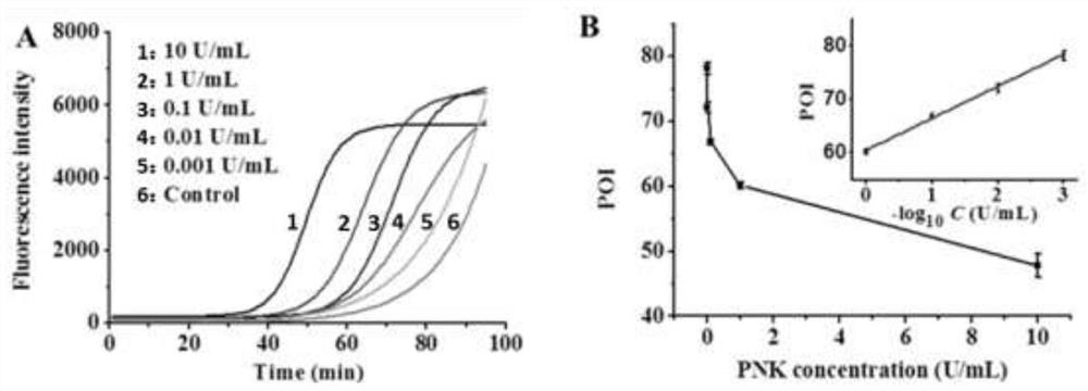 A kit for detecting polynucleotide kinase and its detection method