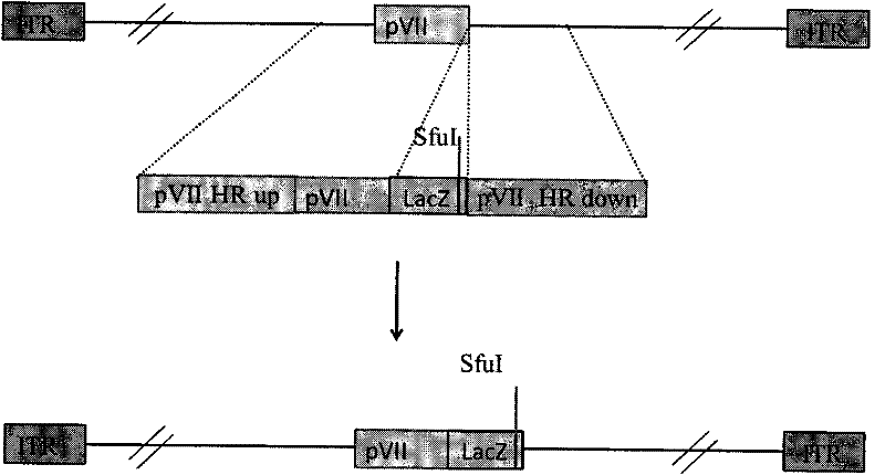 Method for constructing adenovirus core protein genetic marker vector