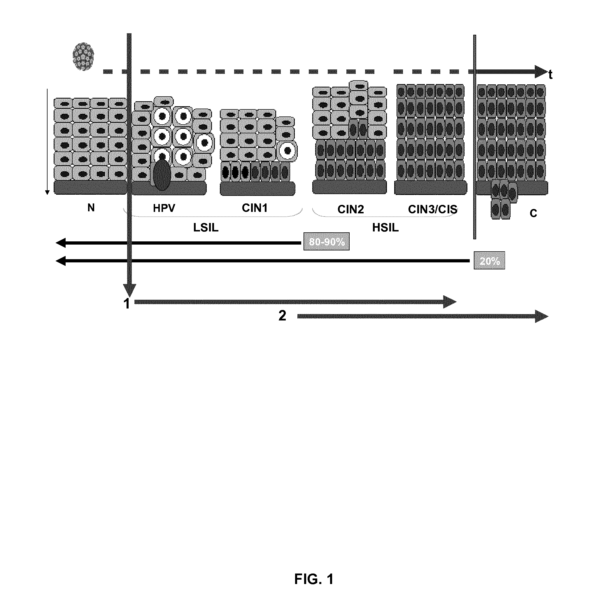 Topical compositions comprising extract of coriolus versicolor for autoimmunity enhancement