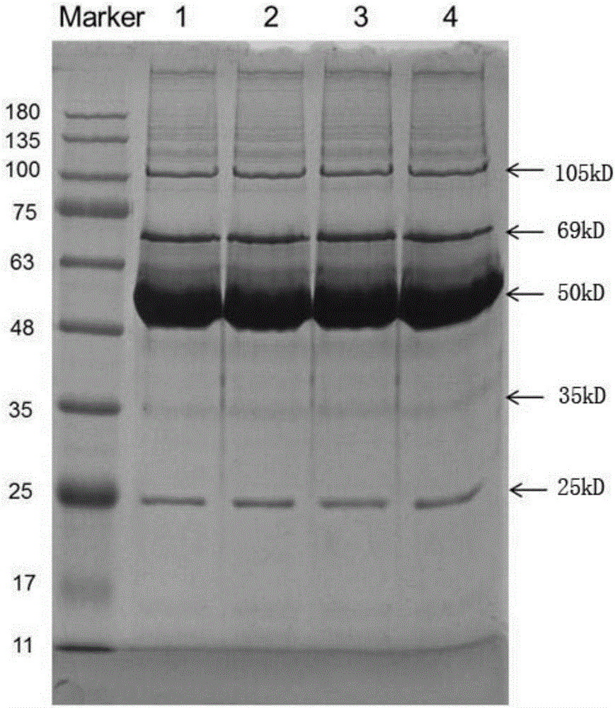 Blood plasma extract for improving memory and preparation method and application of blood plasma extract