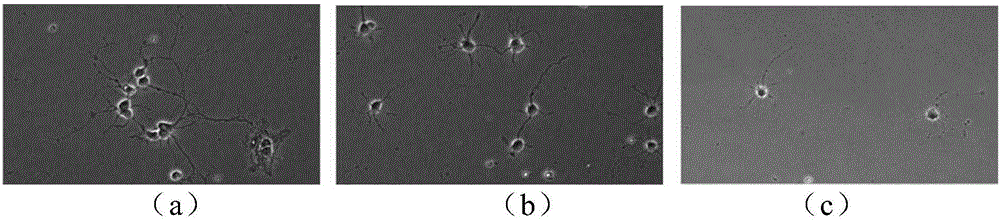 Blood plasma extract for improving memory and preparation method and application of blood plasma extract