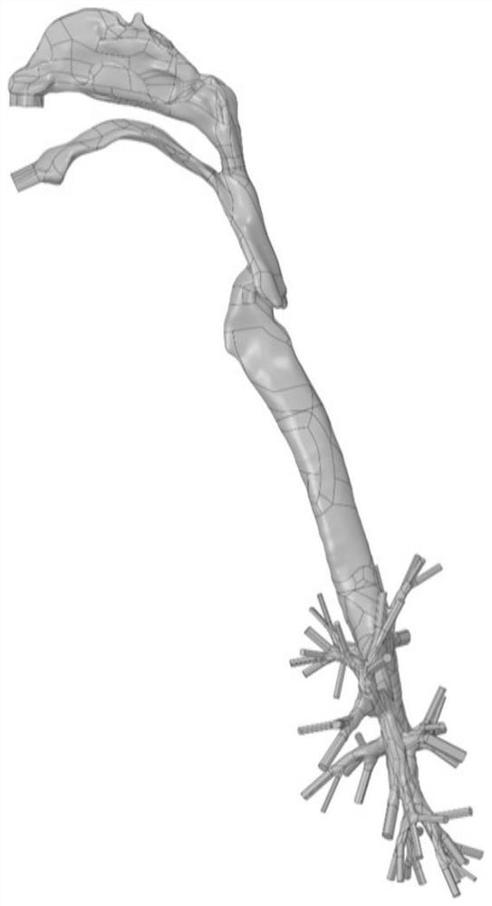 Construction method of human body full-airway model with random characteristics