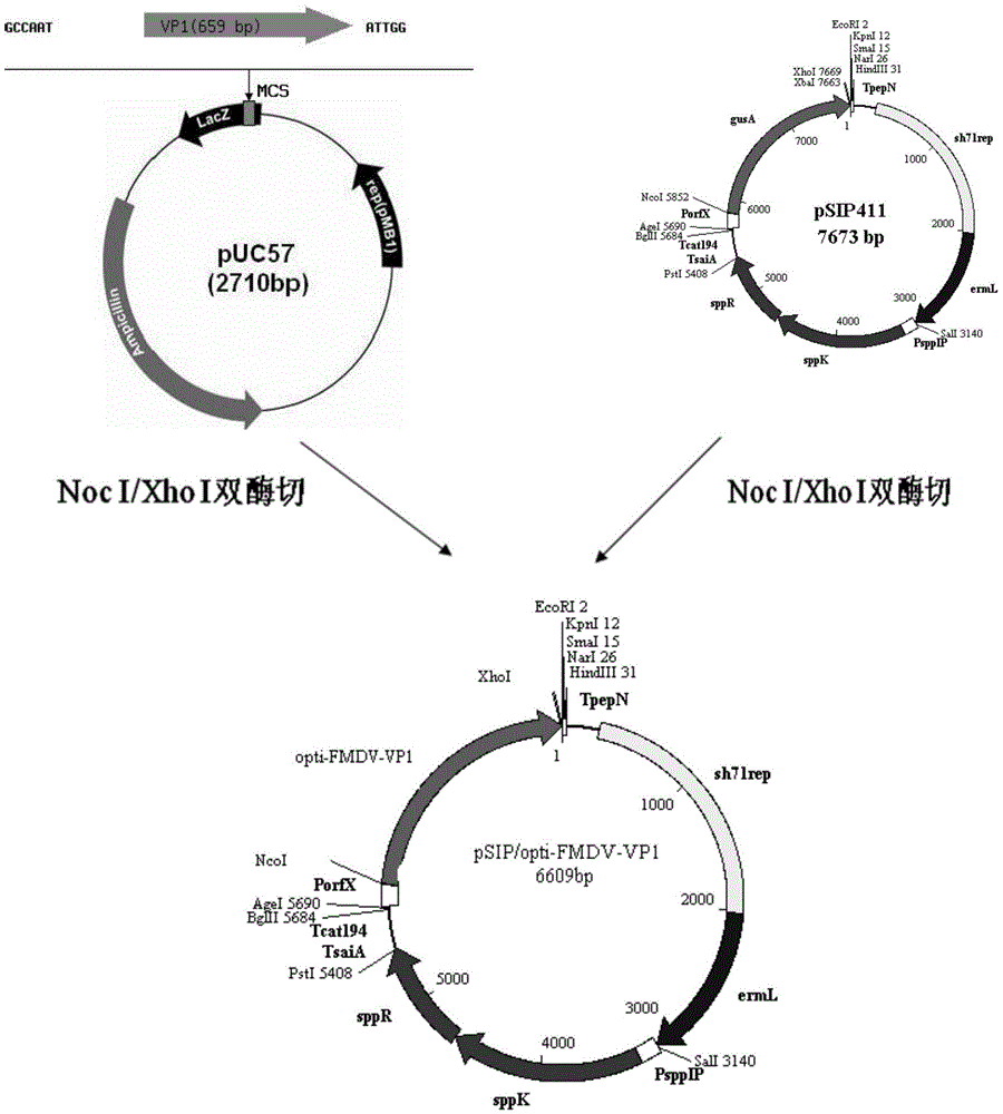 Recombinant lactic acid bacillus efficiently expressing foot and mouth disease virus antigen genes and preparation method and application thereof