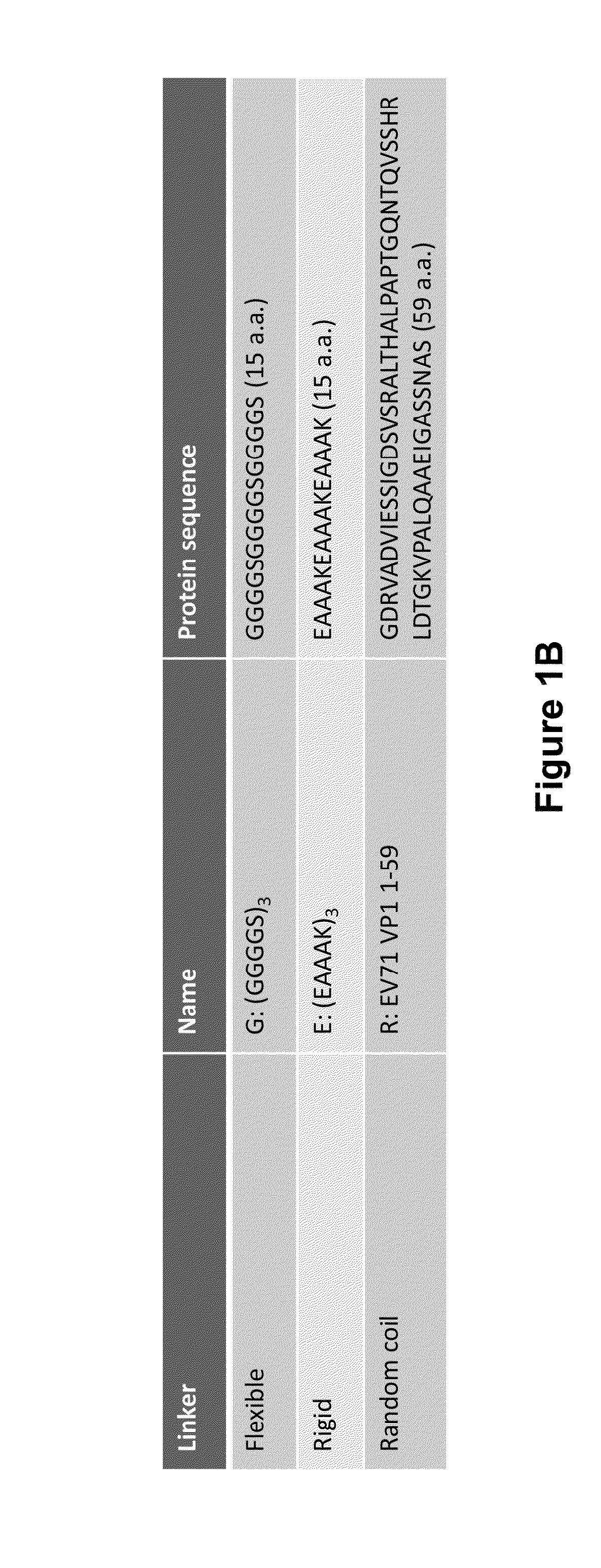 Virus-like particle vaccines