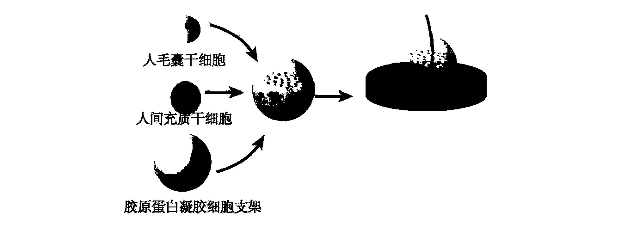 Stem cell complex for inducing hair regeneration as well as preparation method and application of stem cell complex