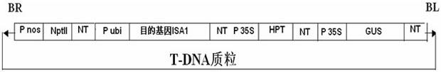 Method for cultivating rice with high resistant starch content