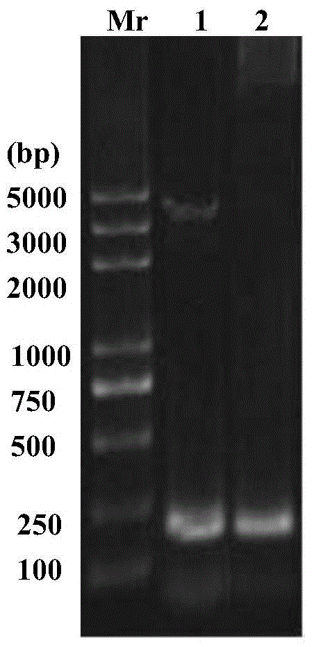 Preparation of recombinant Huaxi crab metallothionein (rcmt) and its monoclonal antibody