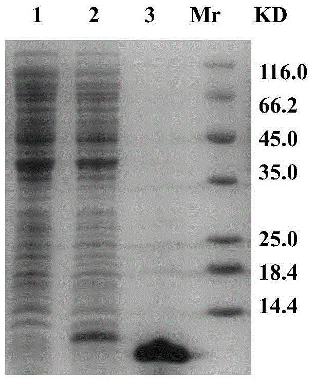 Preparation of recombinant Huaxi crab metallothionein (rcmt) and its monoclonal antibody