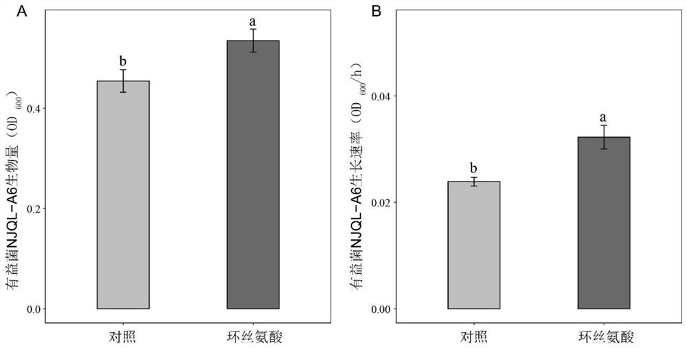 A kind of application of cycloserine and beneficial bacteria to prevent and control soil-borne bacterial wilt of tomato